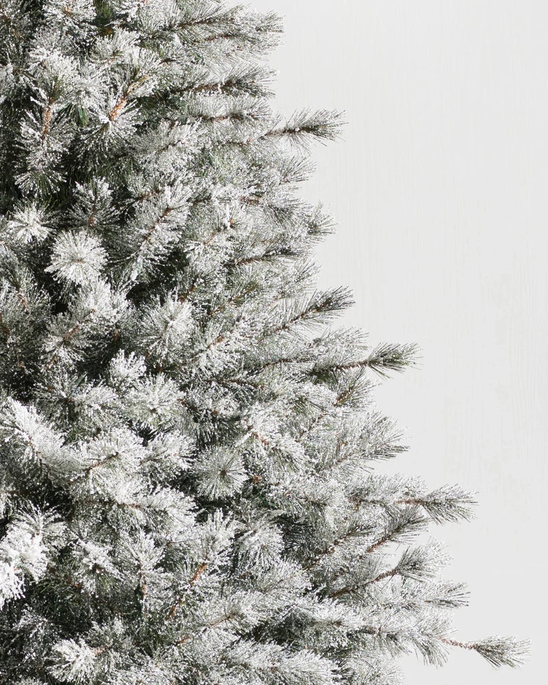 Árvore de Natal Pinheiro Açucarado Nevado