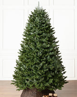 Árvore de Natal Abeto Fraser Imperial — imagem 2