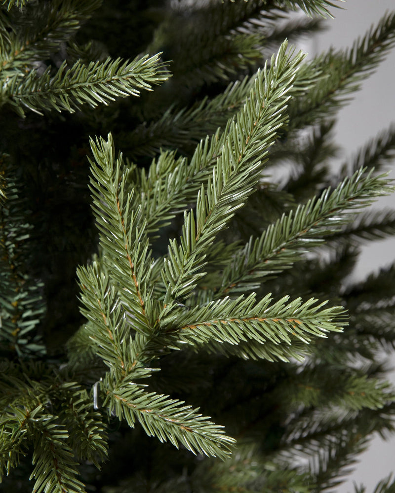 Árvore de Natal Pinheiro Norueguês do Norte